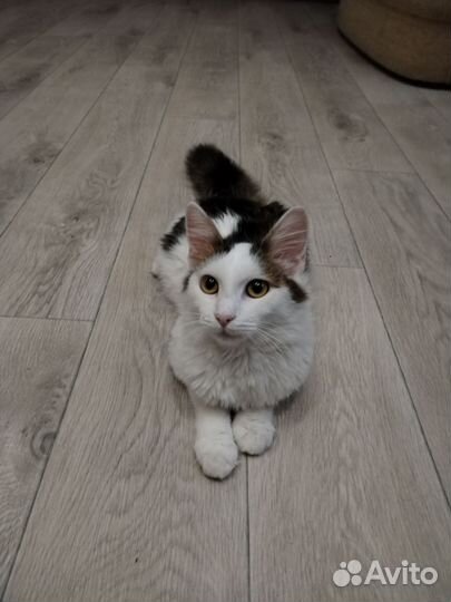 О Боже какой котейка