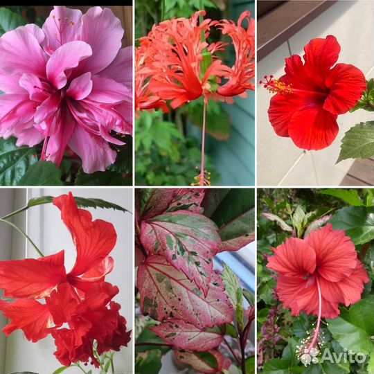 Гибискус китайская роза лалуна