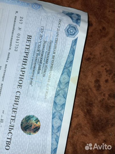 Овцы бараны катумы