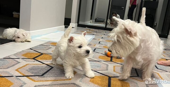 Белые медвежатки - Вестики