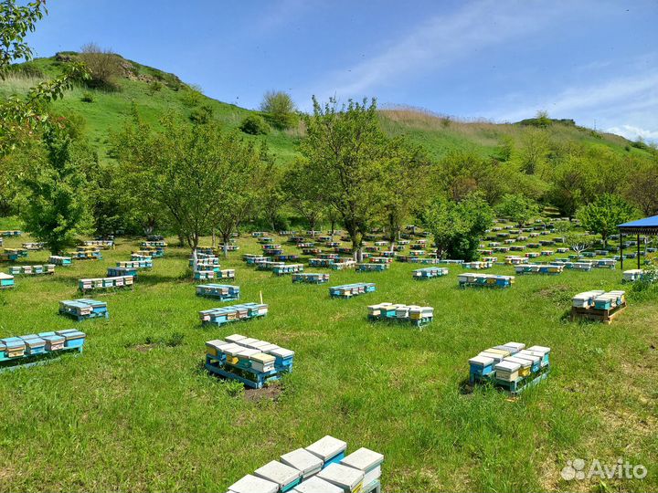 Пчеломатка карника