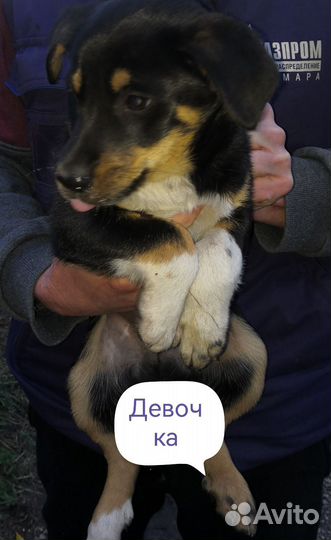 Собака в добрые руки отдам бесплатно