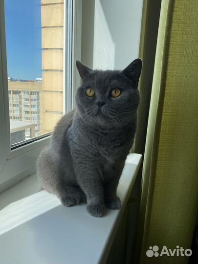 Британская кошка в дар