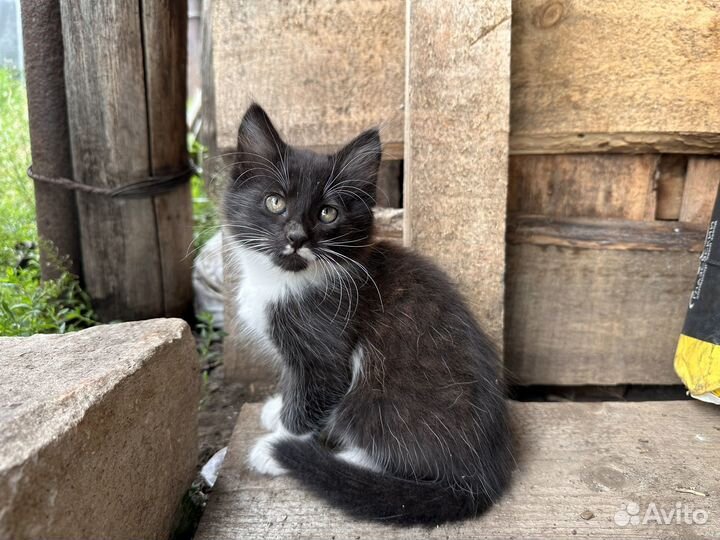 Котята в добрые руки 2 месяца