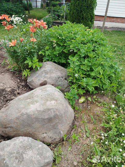 Физалис на посадку декоративный