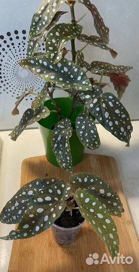 Бегония макулата