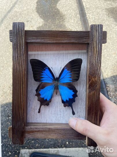 Красивая бабочка в красивой рамке