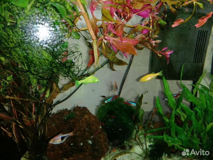 Аквариум с рыбками и креветками
