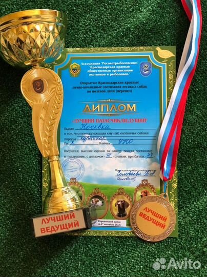 Натаска, Постановка Собак Легавых пород