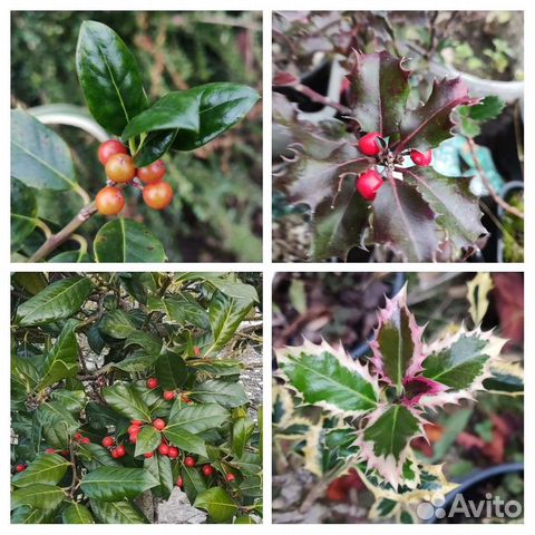 Османтус и Падуб вариег, зелен,блю ангел,мелколист