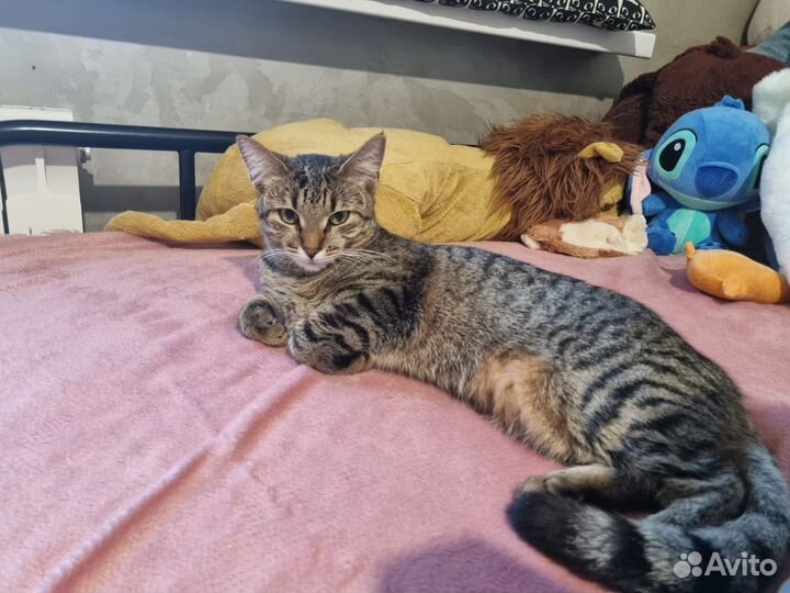 Кошка в дар