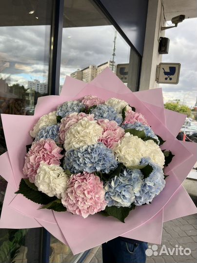 Голландский Гортензия