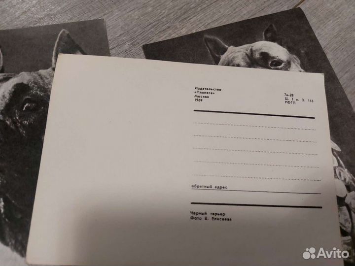 Открытки советские СССР чистые 1968-68 (собаки)