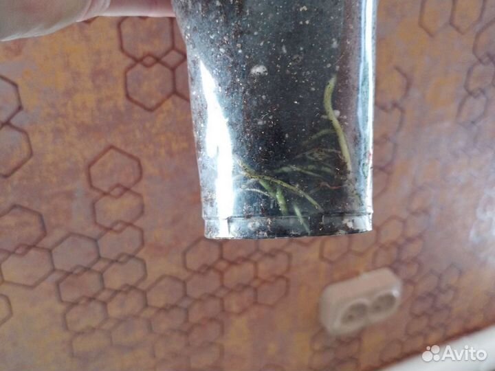 Аглаонема Зебра