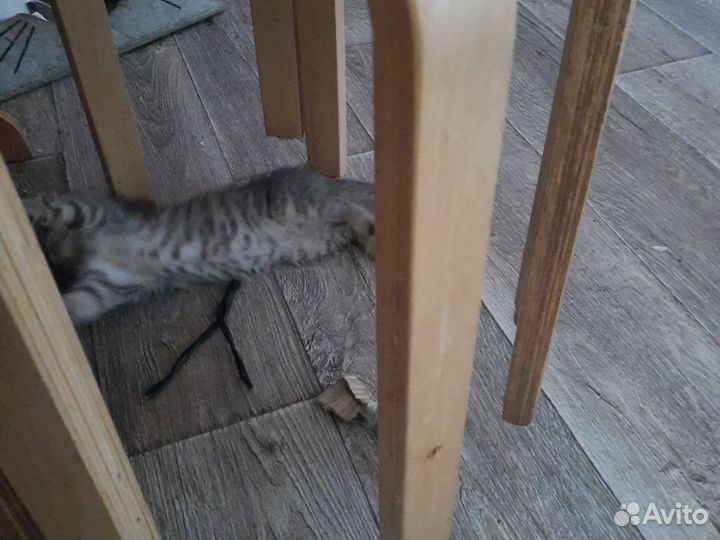 Кошечка в добрые руки бесплатно