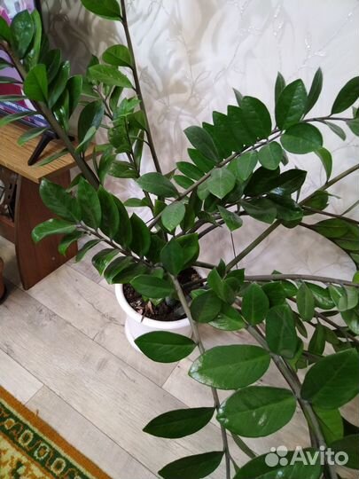 Замиокулькас