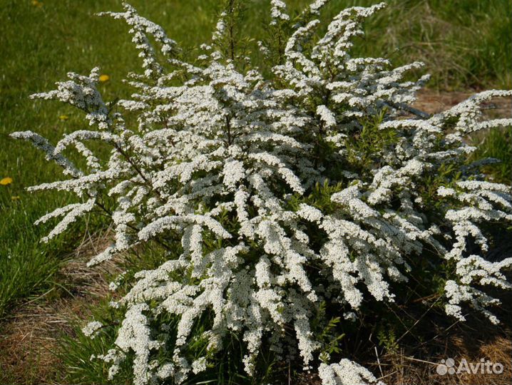 Спиреи,крушина,декор.кустарники