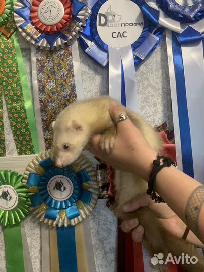 Хорек мальчик