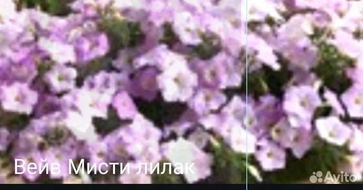 Семена петуний