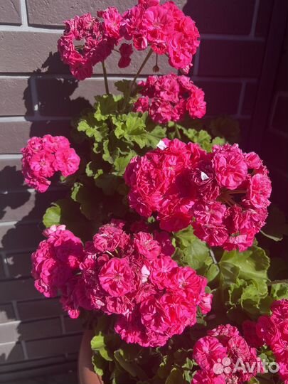 Пеларгония герань