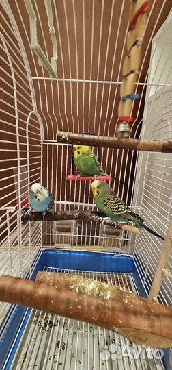 Волнистые попугаи