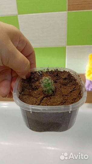 Кактус, Толстянка