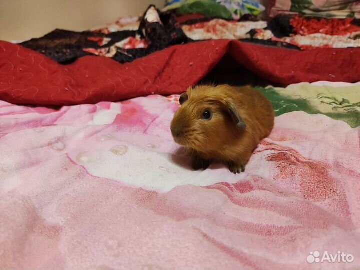 Морские свинки