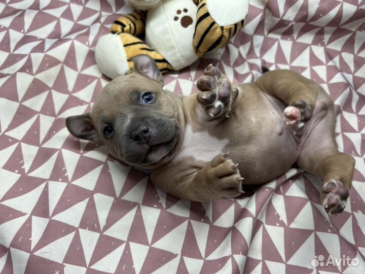 Щенки Американского булли