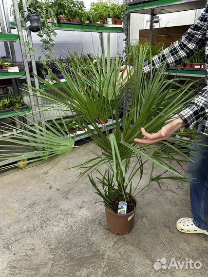 Пальма хамеропс 120 d-24