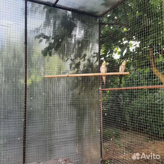 Продается пара корелл