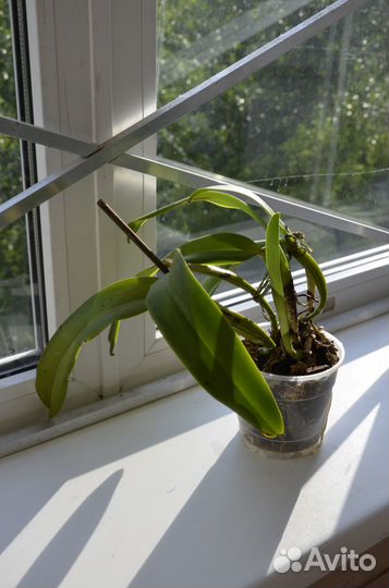 Орхидеи Каттлея Целогина