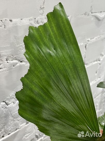 Пальма Кариота 150 см