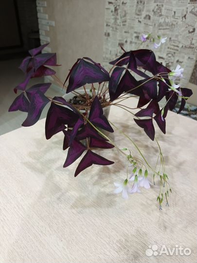 Кислица оксалис