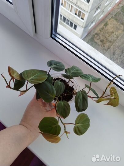 Филодендрон Миканс Обновлено