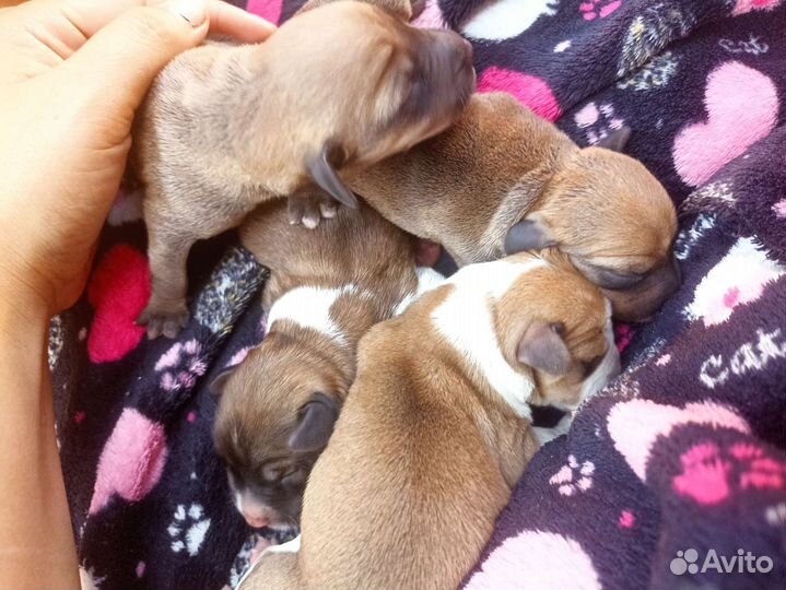 Щенки от таксы