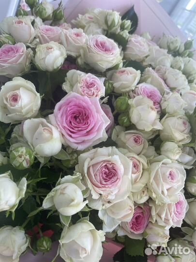 Кустовые розы