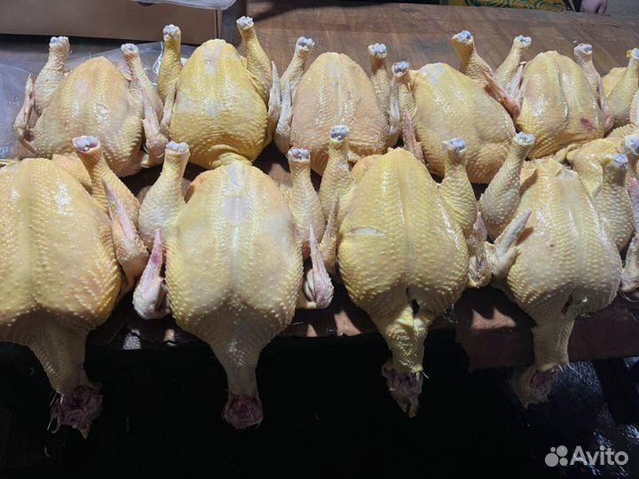 Куры домашние