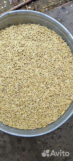 Пшеница ячмень