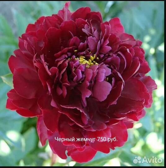 Пионы, саженцы