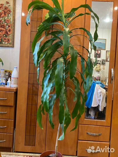 Пальма юкка