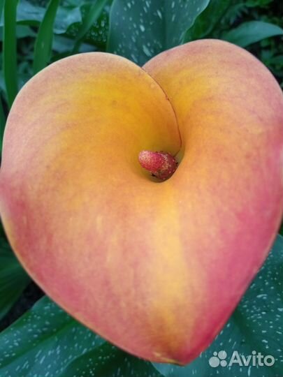 Садовые каллы