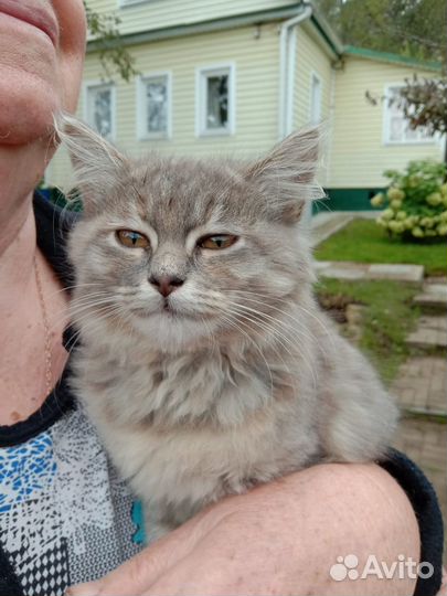 Котенок Пуш в добрые руки