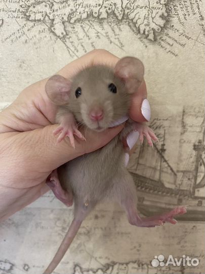 Крысята Дамбо много окрасов