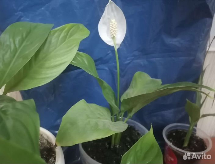 Спатифиллум