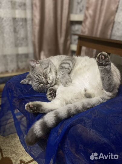 Британский кот вязка