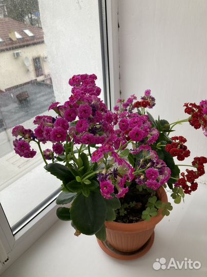 Каланхоэ цветущее