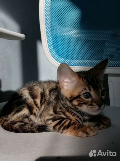Бенгальские котята
