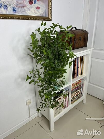 Традесканция зеленая (ампельная, каскадная)