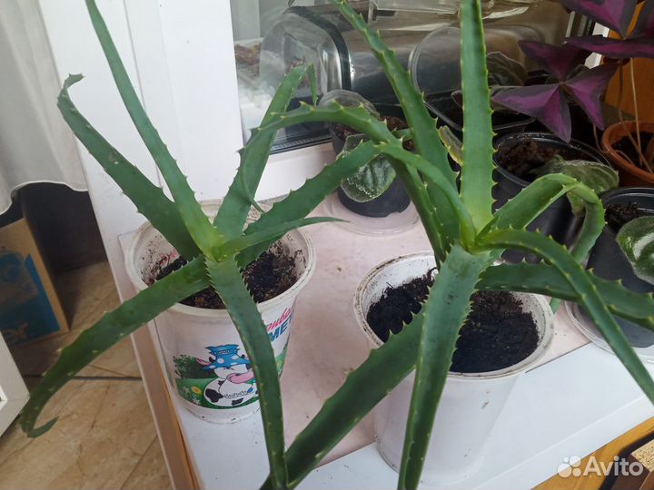 Кактусы,алоэ,толстянка,каланхоэ,атиора,хавортия