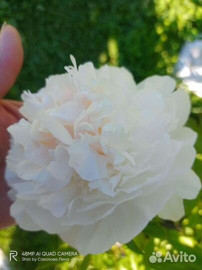 Продаю пионы